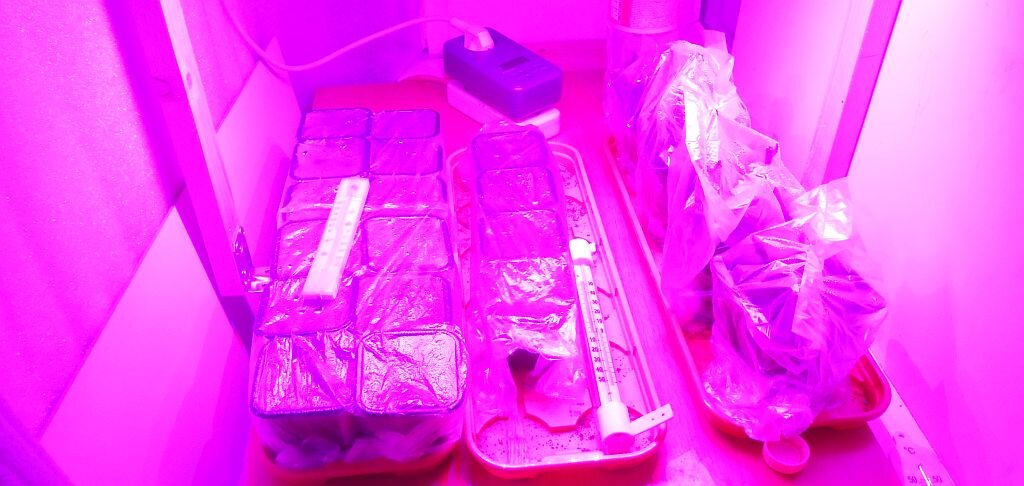 Под лампой не вытянутся!