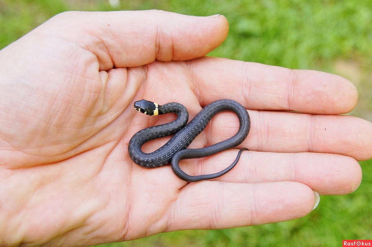 серпентарий гадюка обыкновенная. уж в руках. ручные змеи. уж змея ужик. уж в руках.