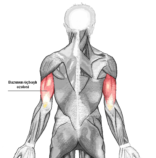 Трицепс занимает большую часть вашей руки