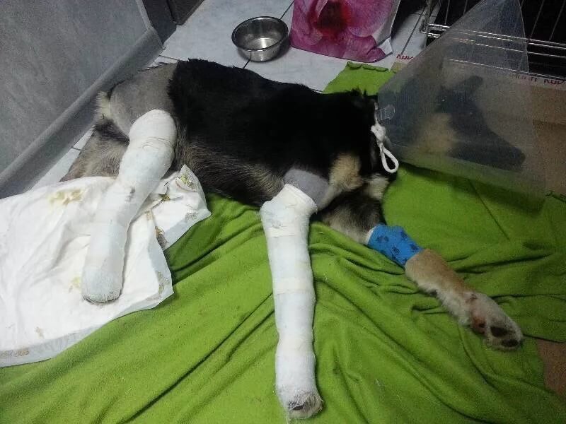 Электра отдыхает дома после перевязки)