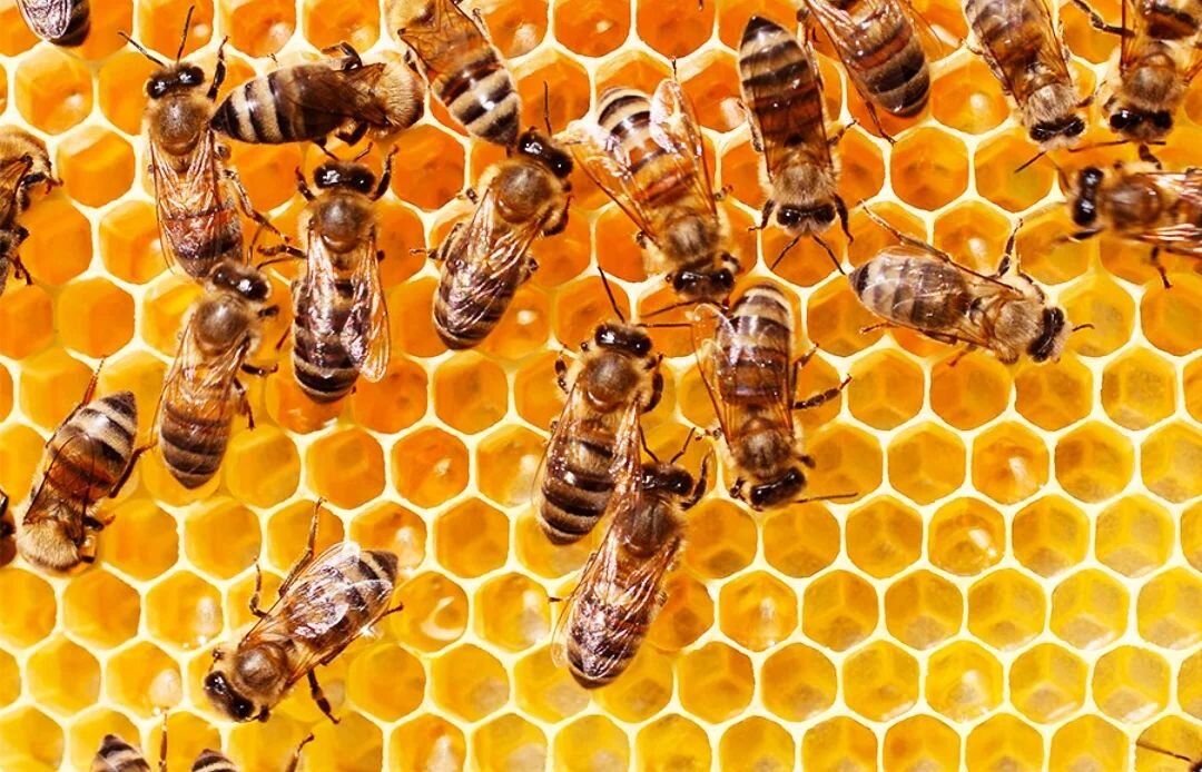 Фото из Сети.