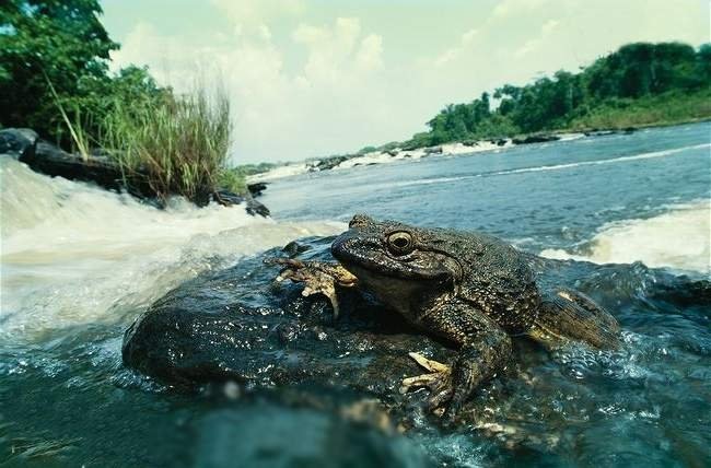 Этот вид лягушек обитает в обогащенной кислородом воде.