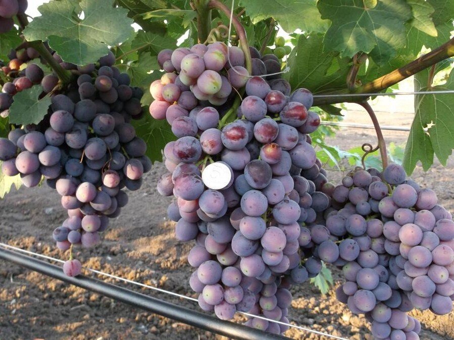 ТОП-7 лучших укрывных сортов винограда для средней полосы России
