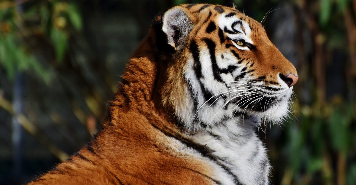 Фото: pixabay.com