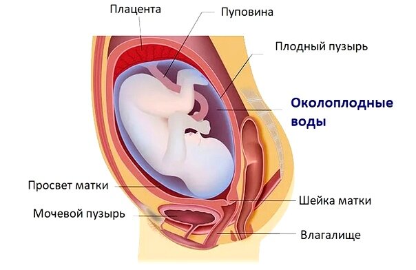 Как отходят воды у беременных