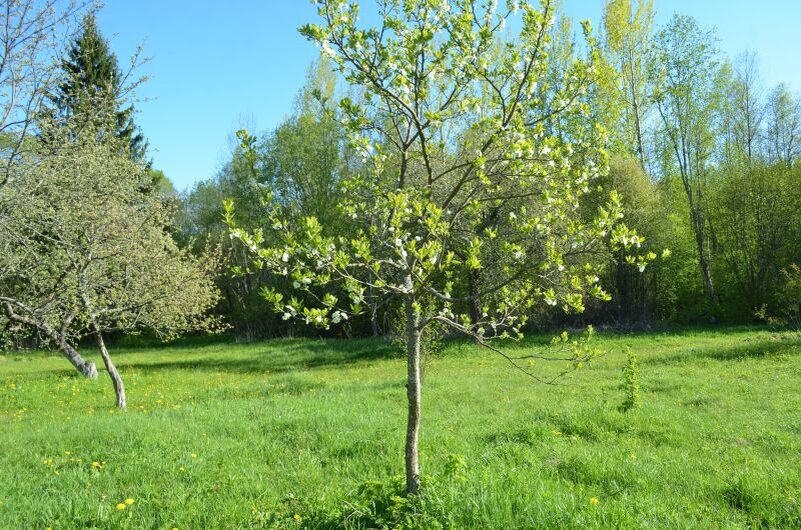 Цветение сливы весной.
