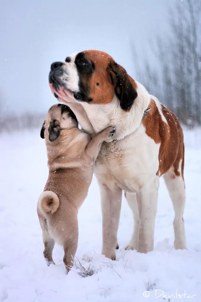 Собаки (фото из интернета. Источник: www.flickr.com )