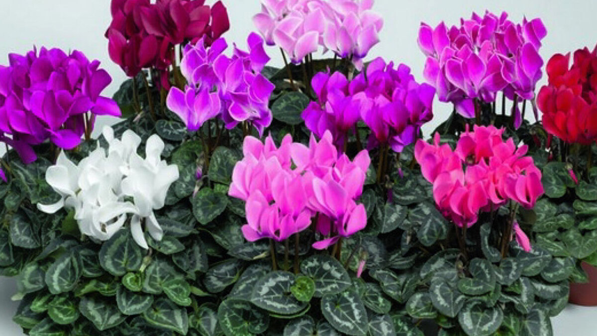 Лечим домашние цветы аспирином