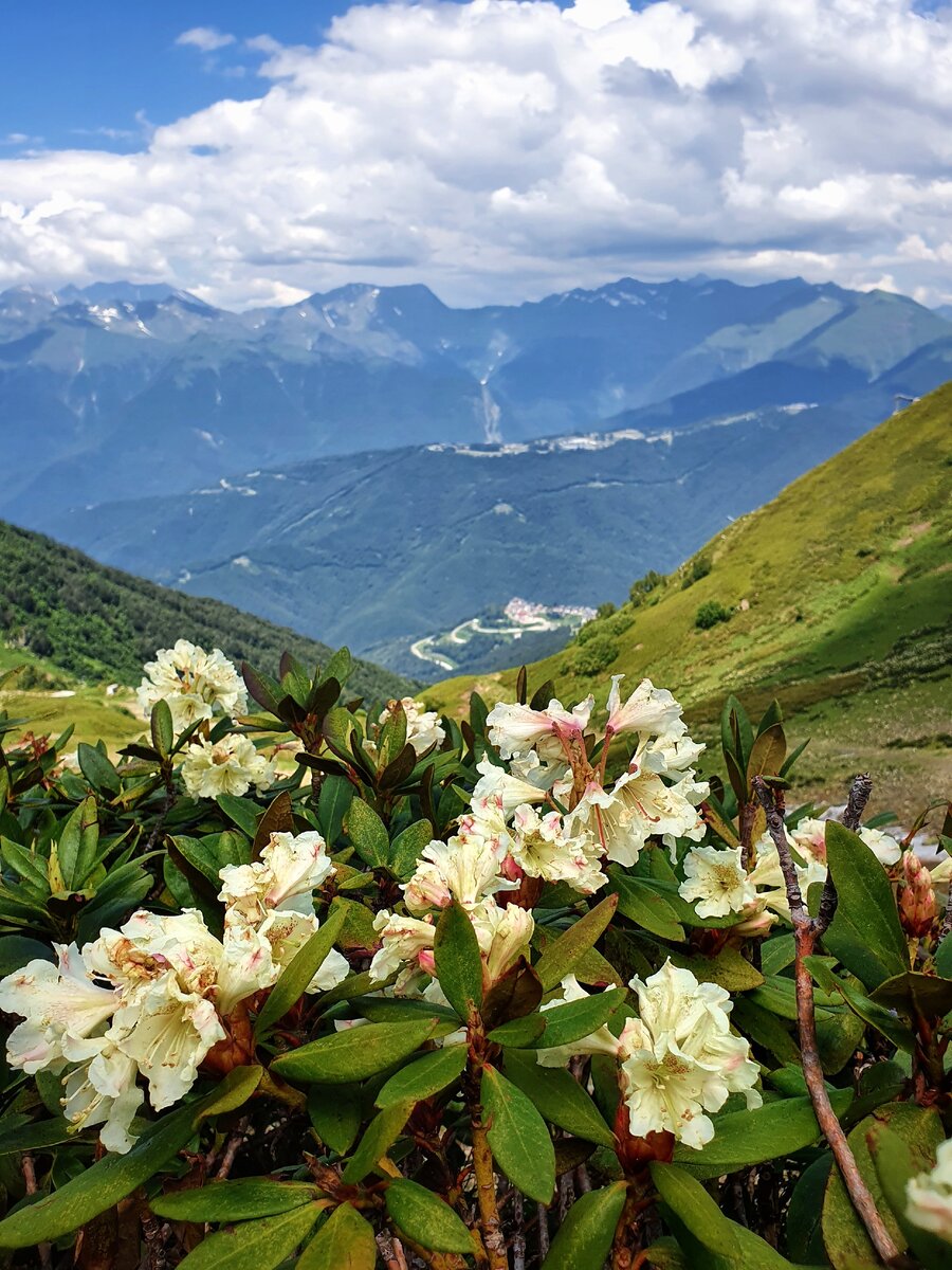 Рододендрон роза Хутор