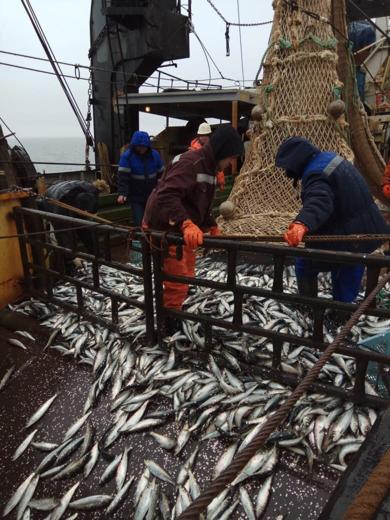 Вести промысел. Вылов сельди Иваси. Рыбный промысел. Рыбная промышленность дальнего Востока. Рыболовство на Дальнем востоке.