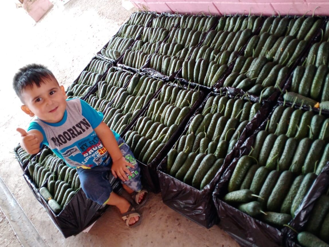 Казахстан, село Ынтымак Южно-Казахстанская обл. Огурцы Полли