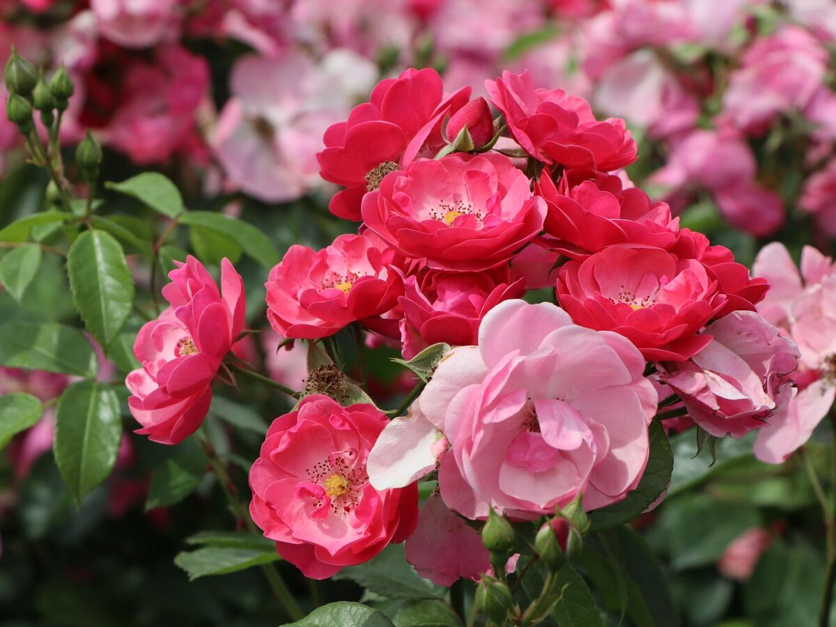 Роза Ангела: особенности и характеристика сорта, правила посадки, выращивания и ухода, отзывы