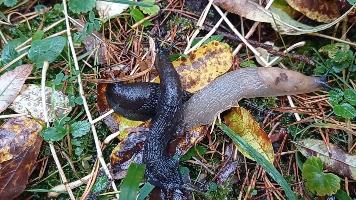 Длинные и медлительные разноцветные животинки Октябрь. Сестрорнцк