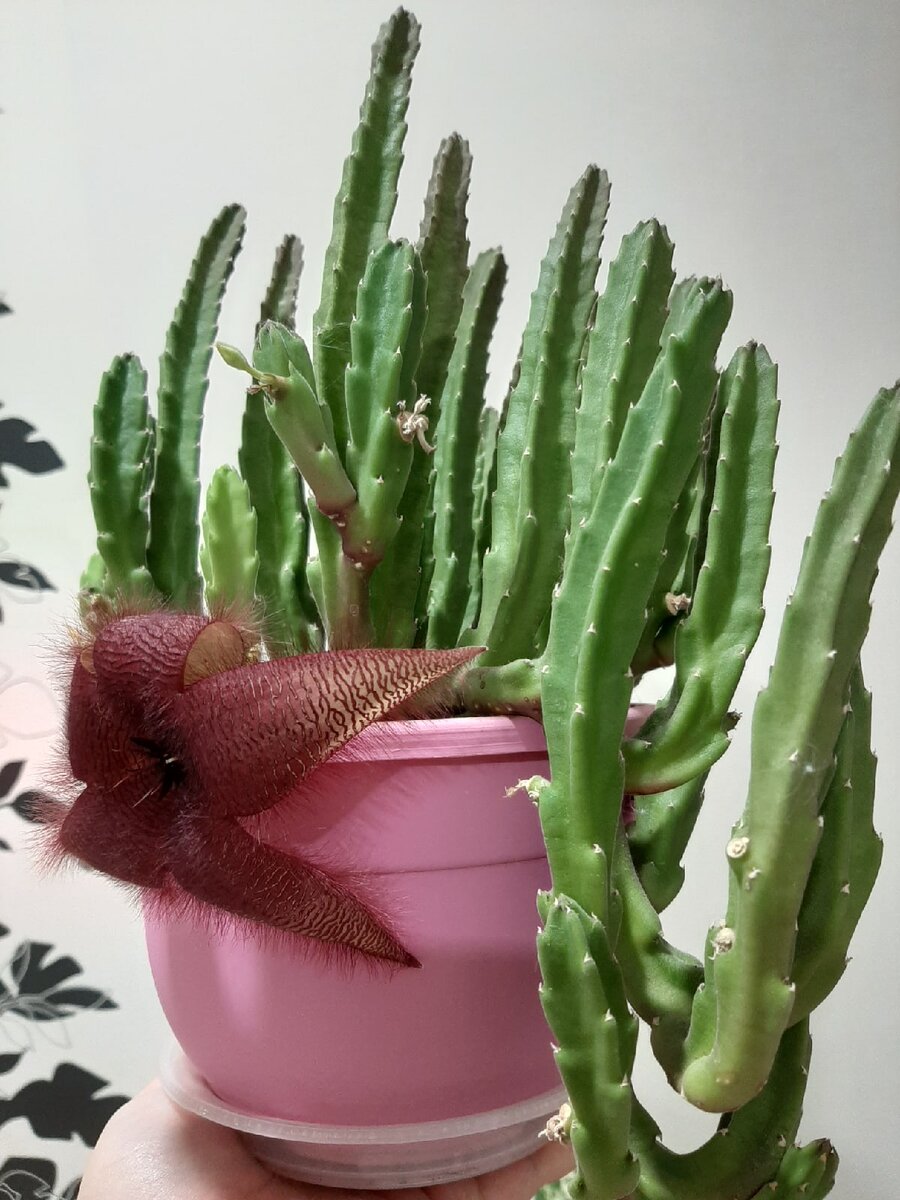 Stapelia glanduliflora