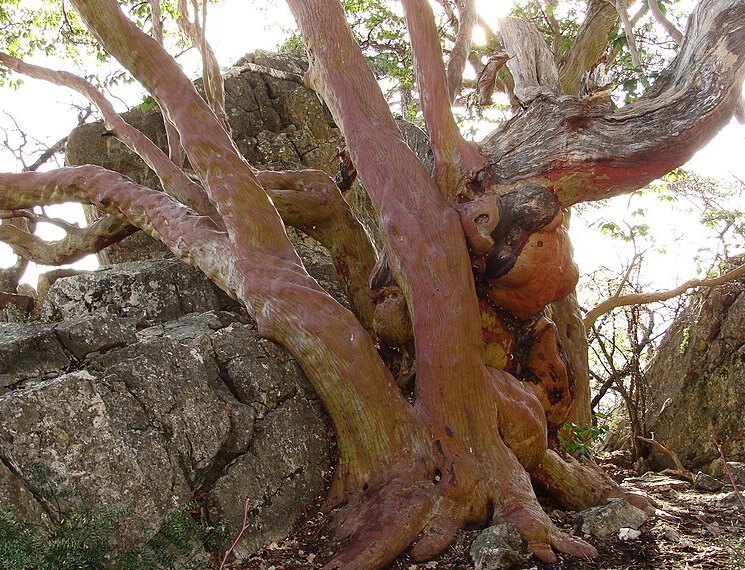 Реликт Крыма - земляничник мелкоплодный... Возраст дерева более 1300 лет.  Дерево Ены растёт на горе Ай-Никола в районе посёлка Ореанда. Назван в честь крымского географа профессора В. Г. Ены, который нашёл и описал дерево в 1964 и 1973 годах. 