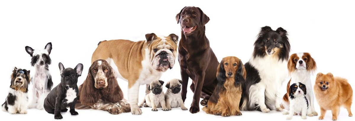 Топ-10 самых популярных пород собак в России