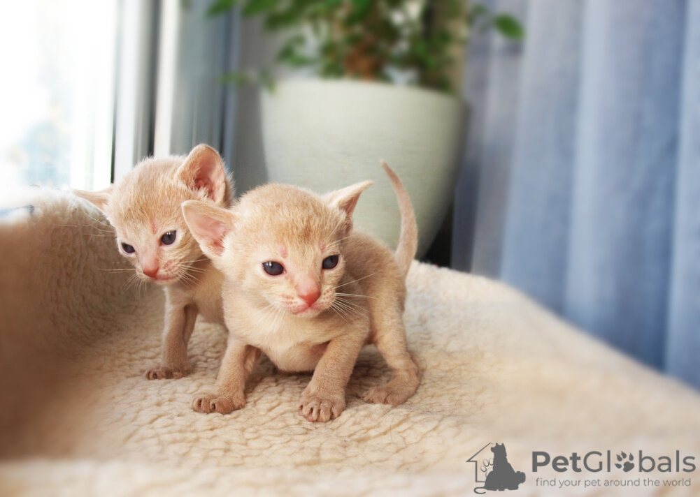 Котята породы Абиссинская