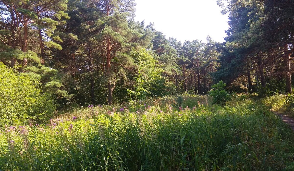 Чувствуются лесные запахи?