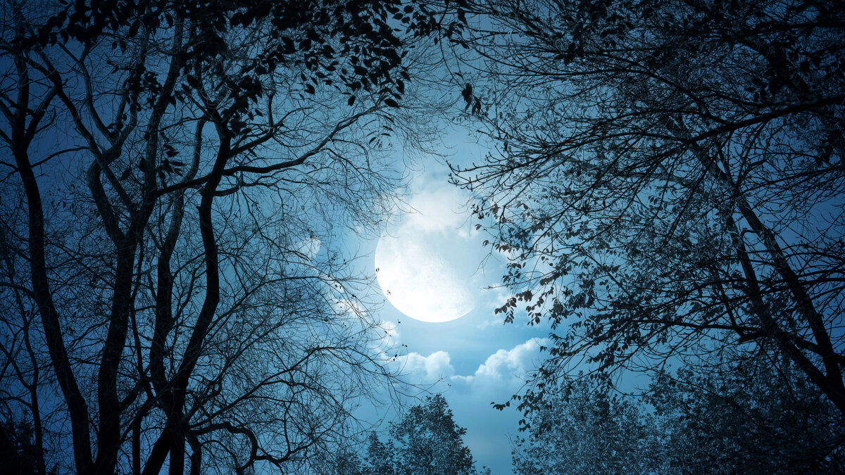 https://img5.badfon.ru/original/1920x1080/0/b1/noch-nebo-luna-derevya.jpg
