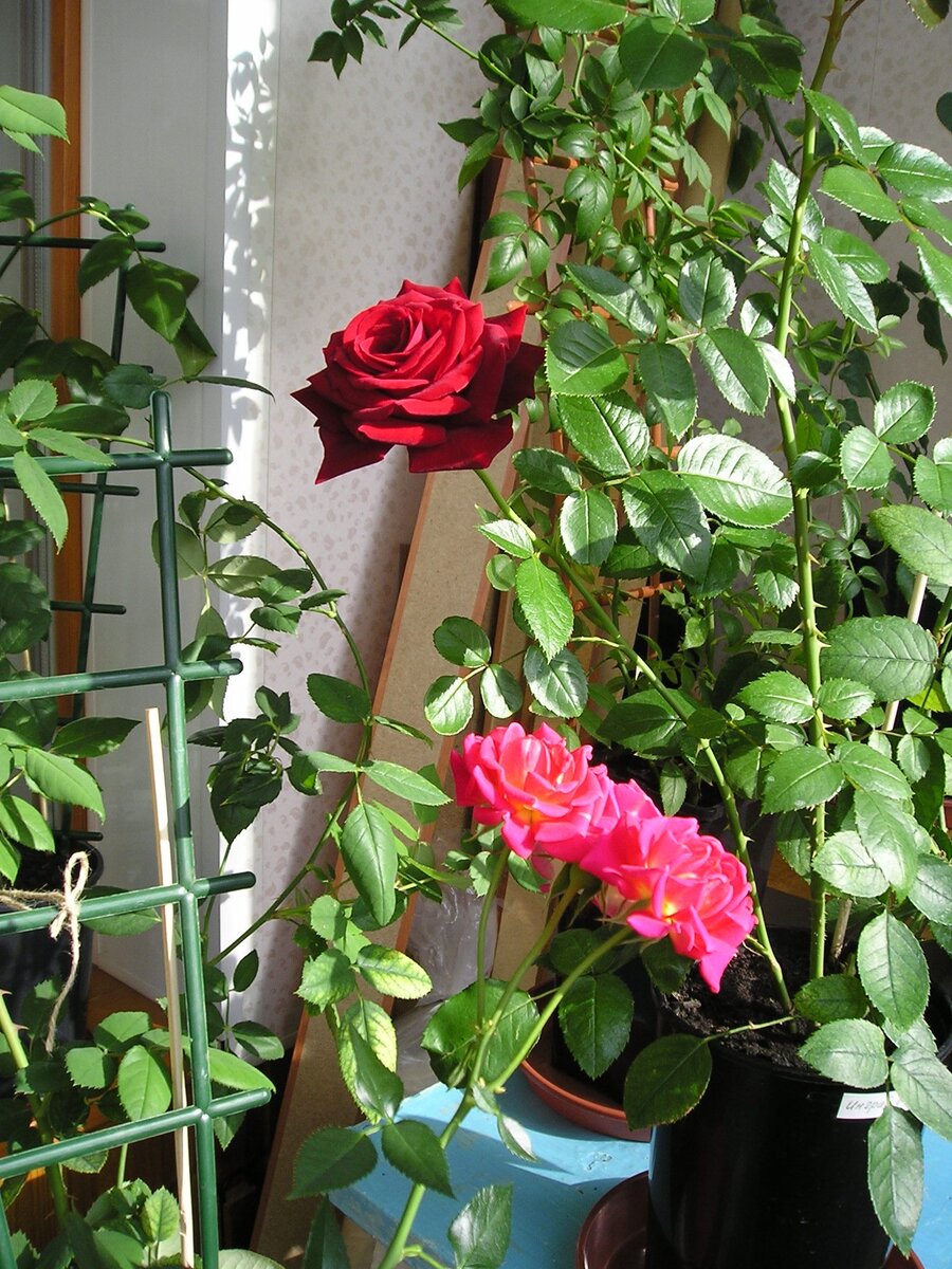Как сохранить укорененные черенки роз до весны. От черенка до куста – не больше года