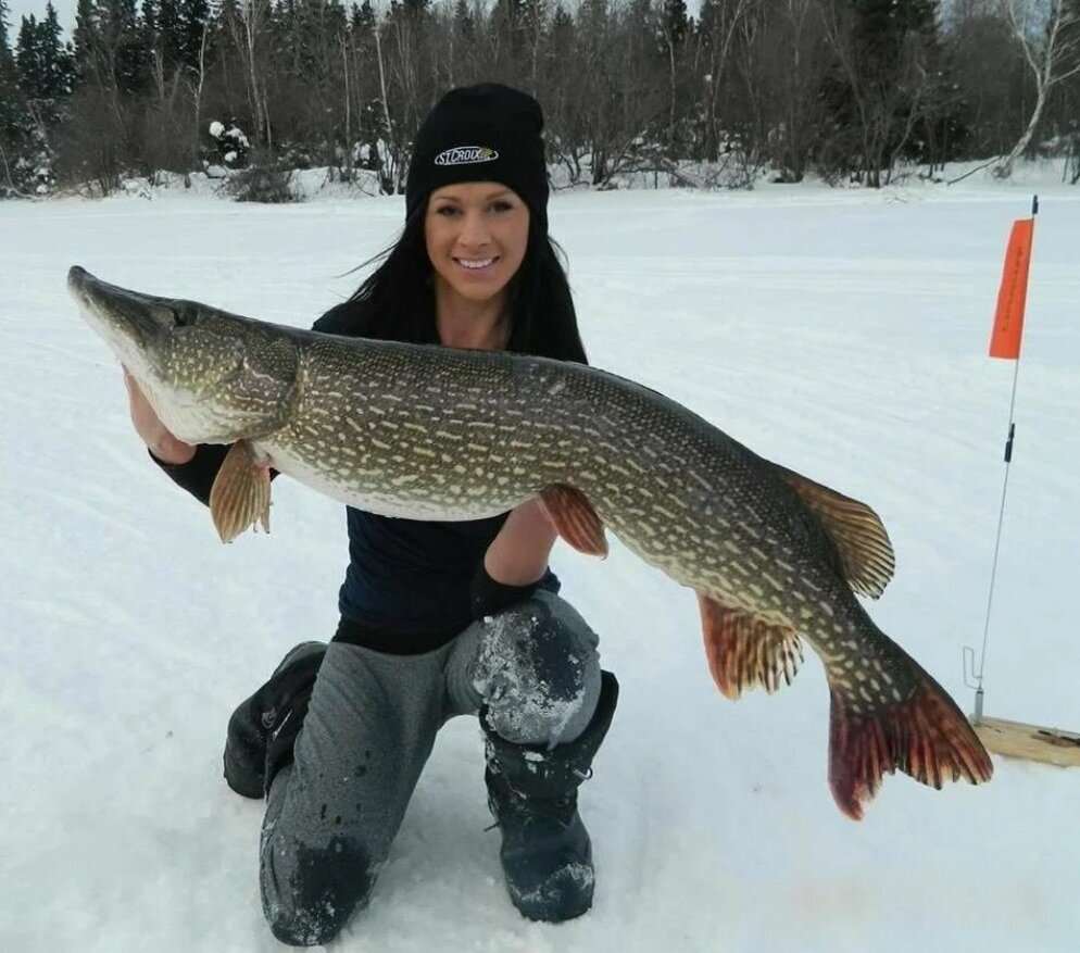 Хороша щука.