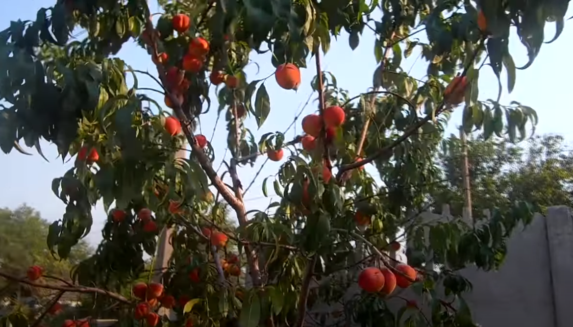 Персик конец августа.