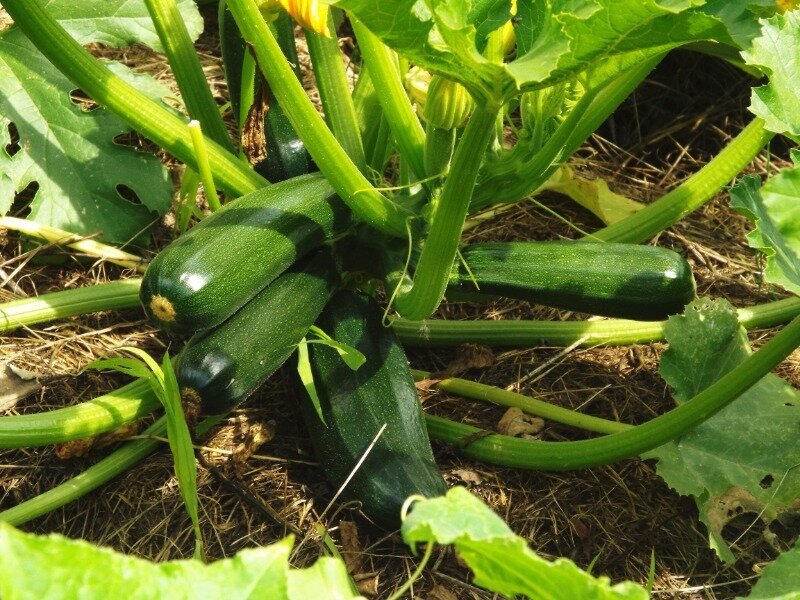 Гнилые кабачки на грядке: причины, способы спасения урожая