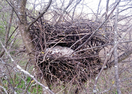 Примерно такое гнездо!