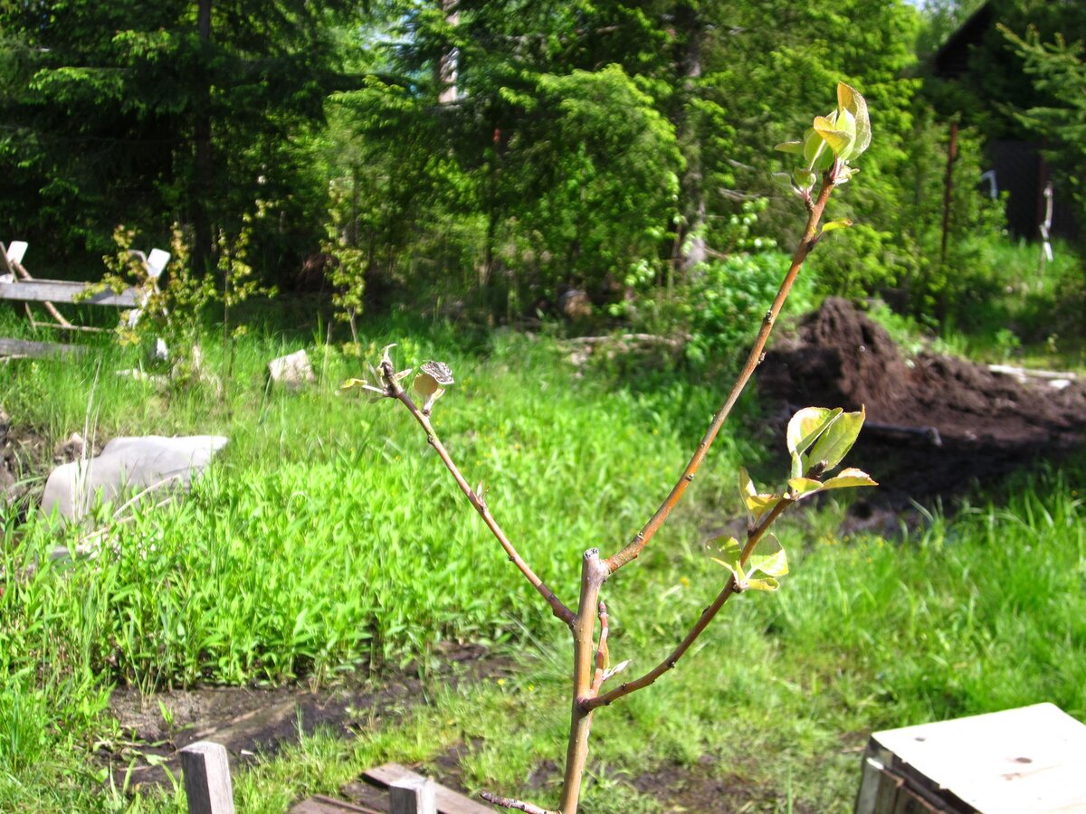Кто сказал, что смотреть тут не на что ? Очень красивая, только еще маленькая