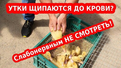 Утки щипаются, выщипывают перья друг у друга до крови