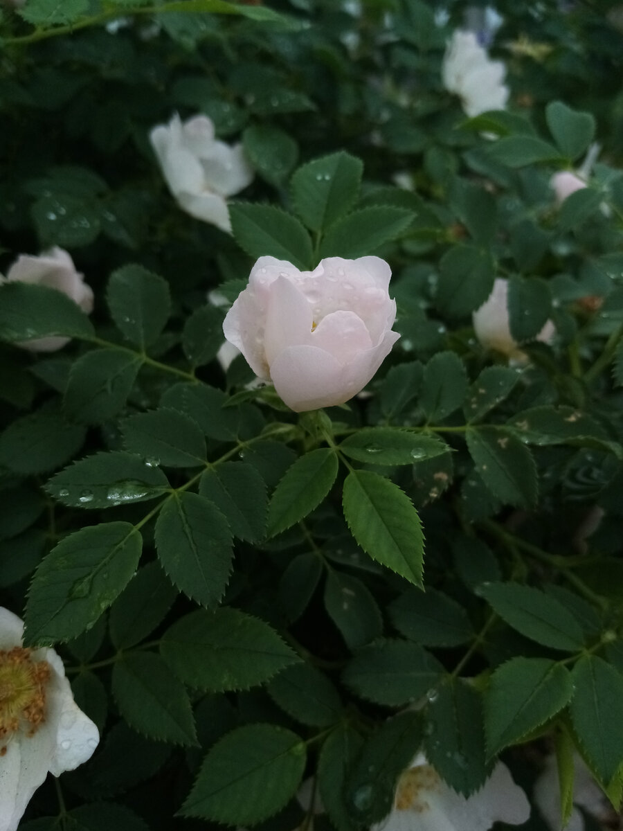 Луиза Багнет, канадская роза (хотя есть сомнения, что это она) 