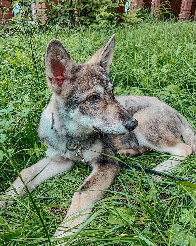 Фото: © instagram.com/she.s.a.wolf/
