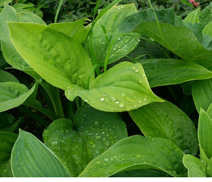 Самое красивое на земле - капли дождя на зелёном. 