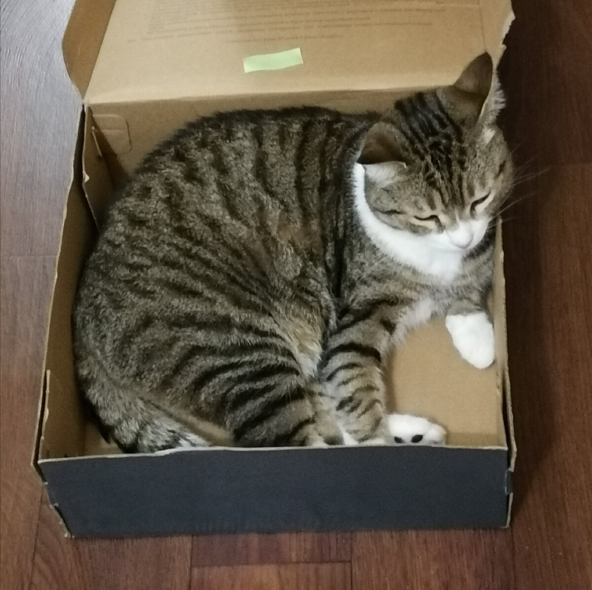 Мой котик любит коробки. 