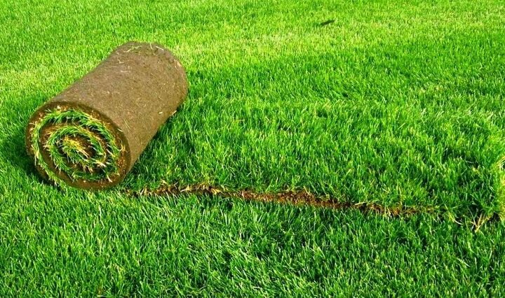 На сегодняшний день-это самый быстрый способ сделать зелёным свой двор.