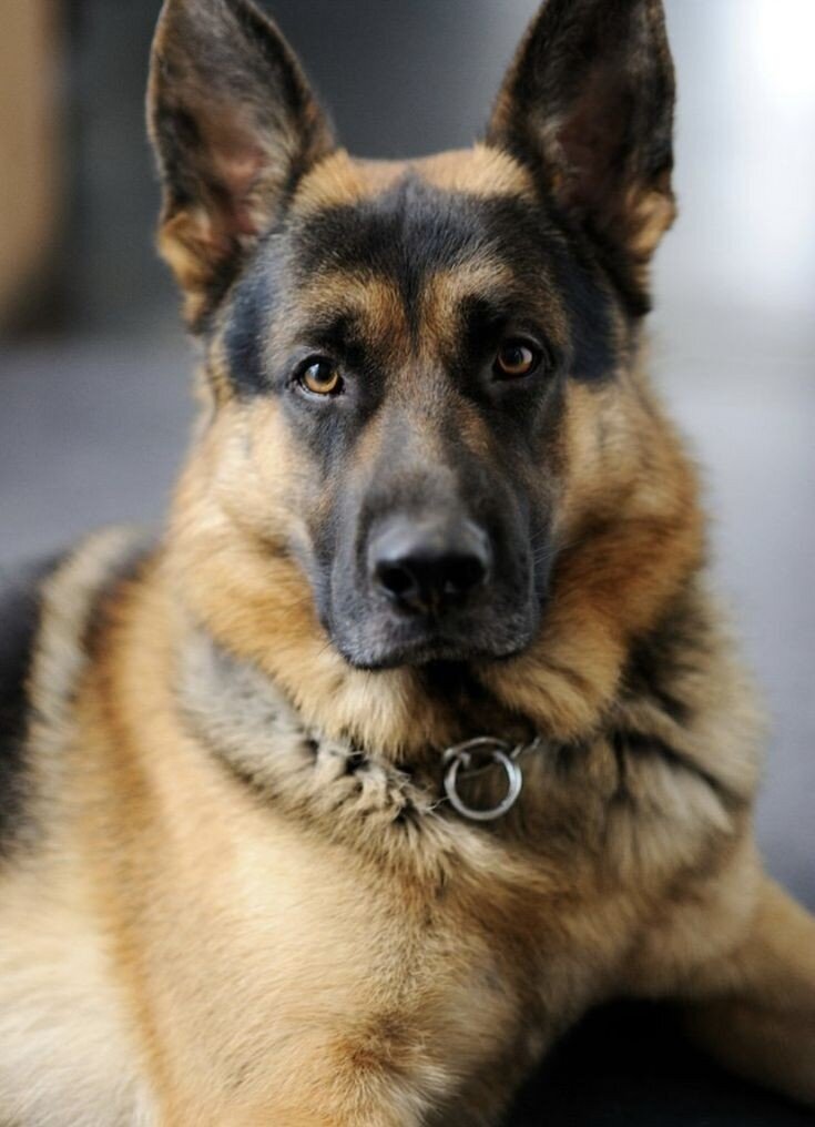 Немецкая овчарка