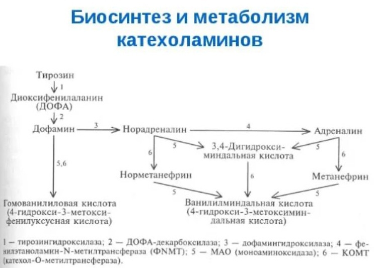 Биосинтез катехоламинов