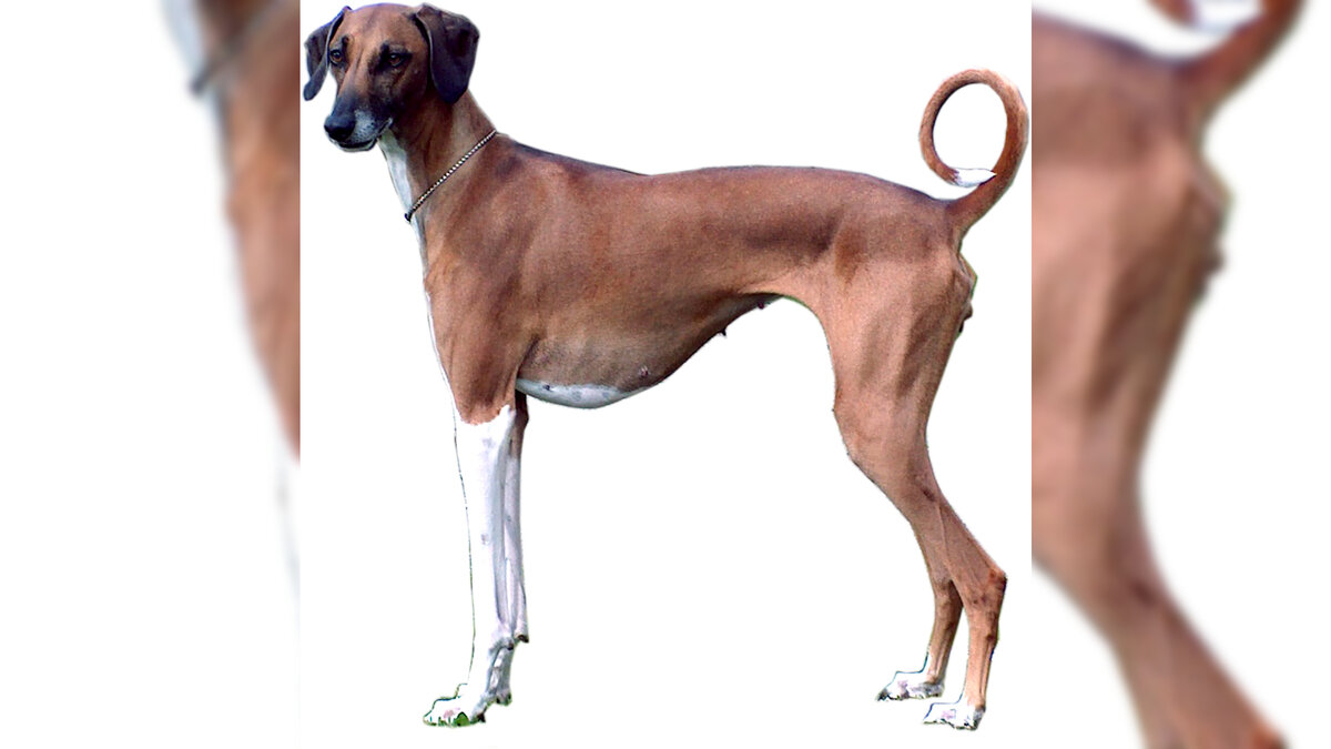 Азавак - порода охотничьих собак, известная с древности. Стройная и изящная, как и все борзые, она удивительно быстра, может достигнуть скорости в 60 км в час.