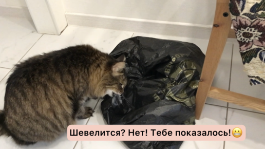 Котёнок совсем достал кота😂 Хитрый план по устранению обидчика и забияки в действии