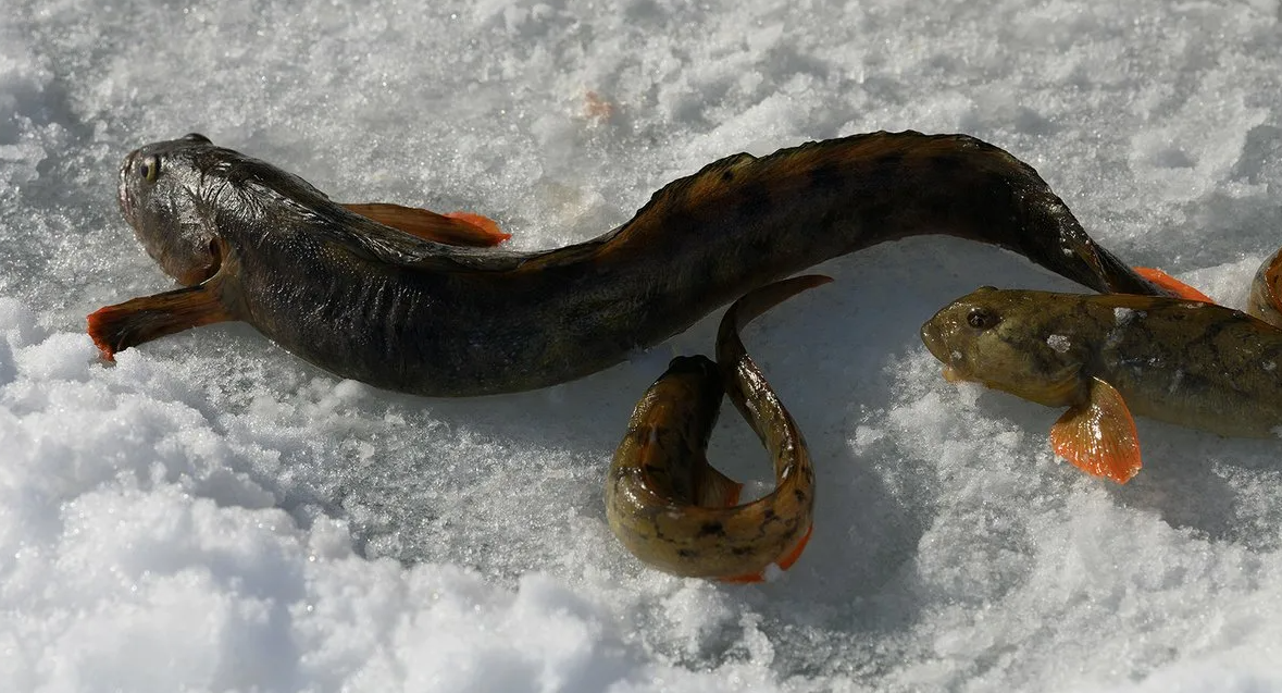 Mating period for eelpouts looduskalender.ee