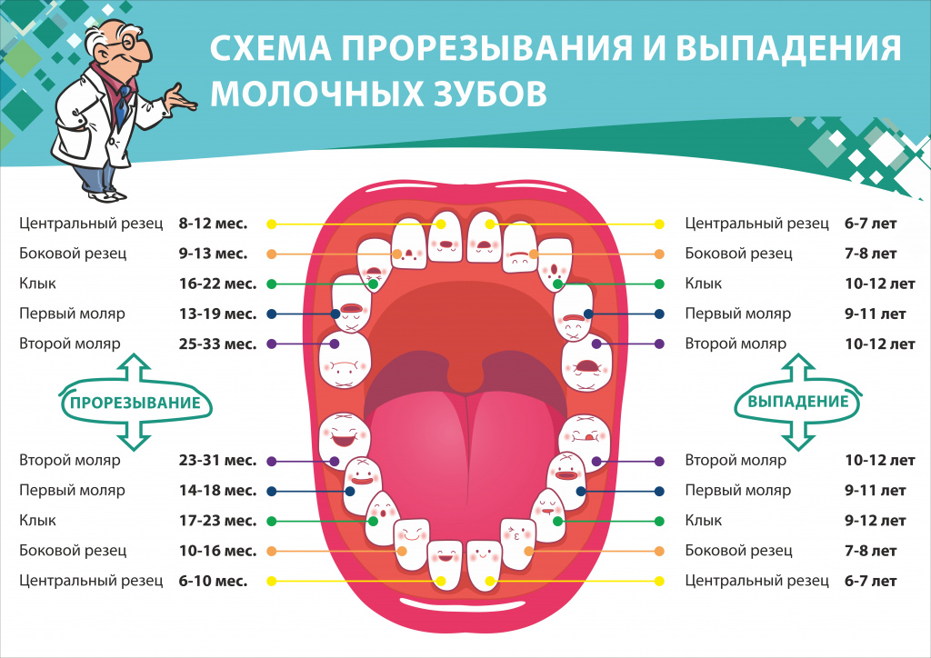 Молочные зубы схема