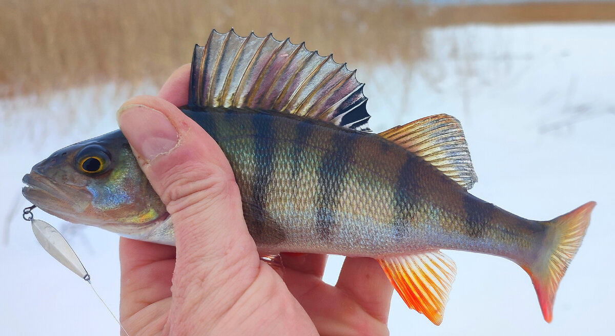 первый ладожский "кабан"