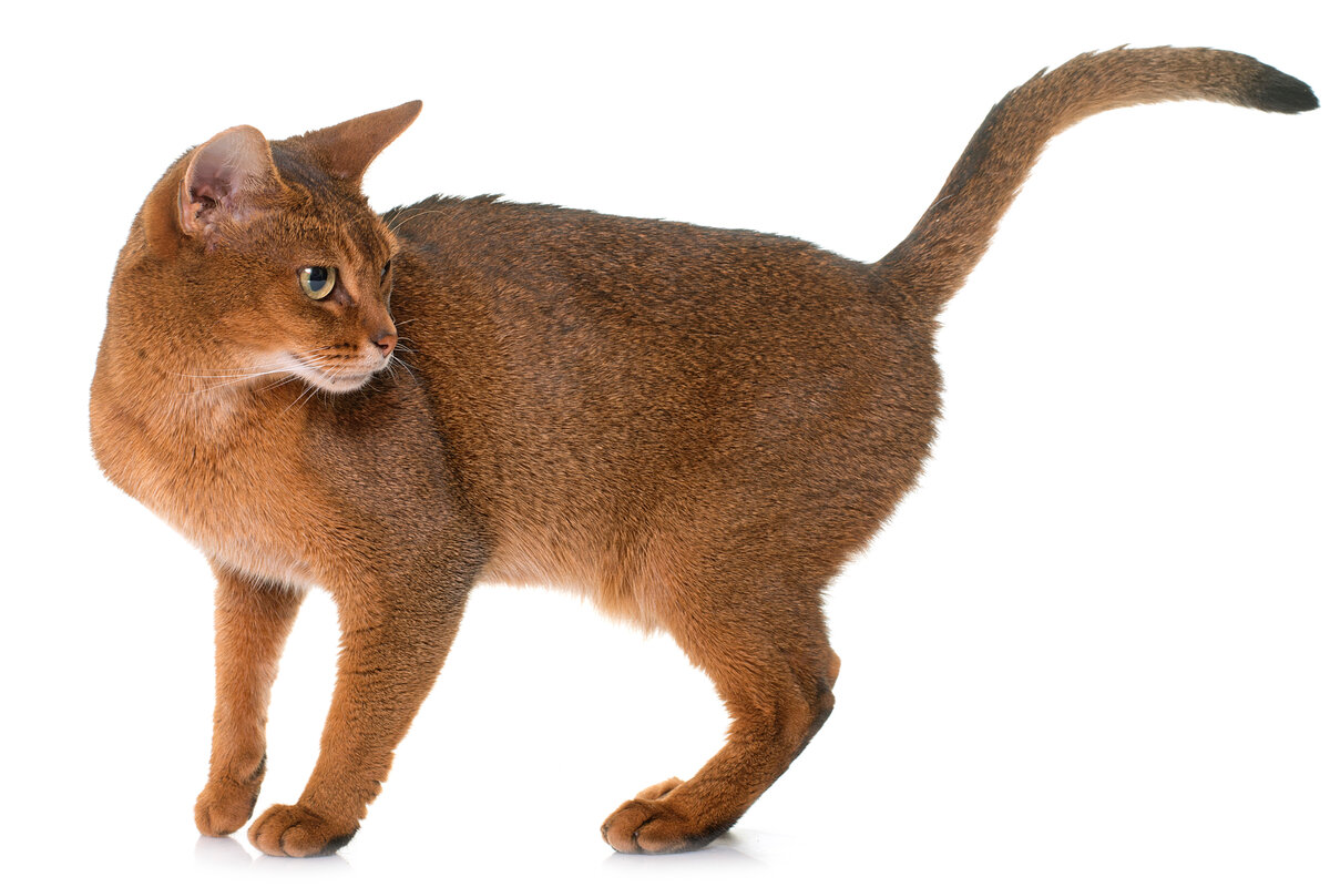 Такие кульбиты выдумывает, что не каждый человек додумается.