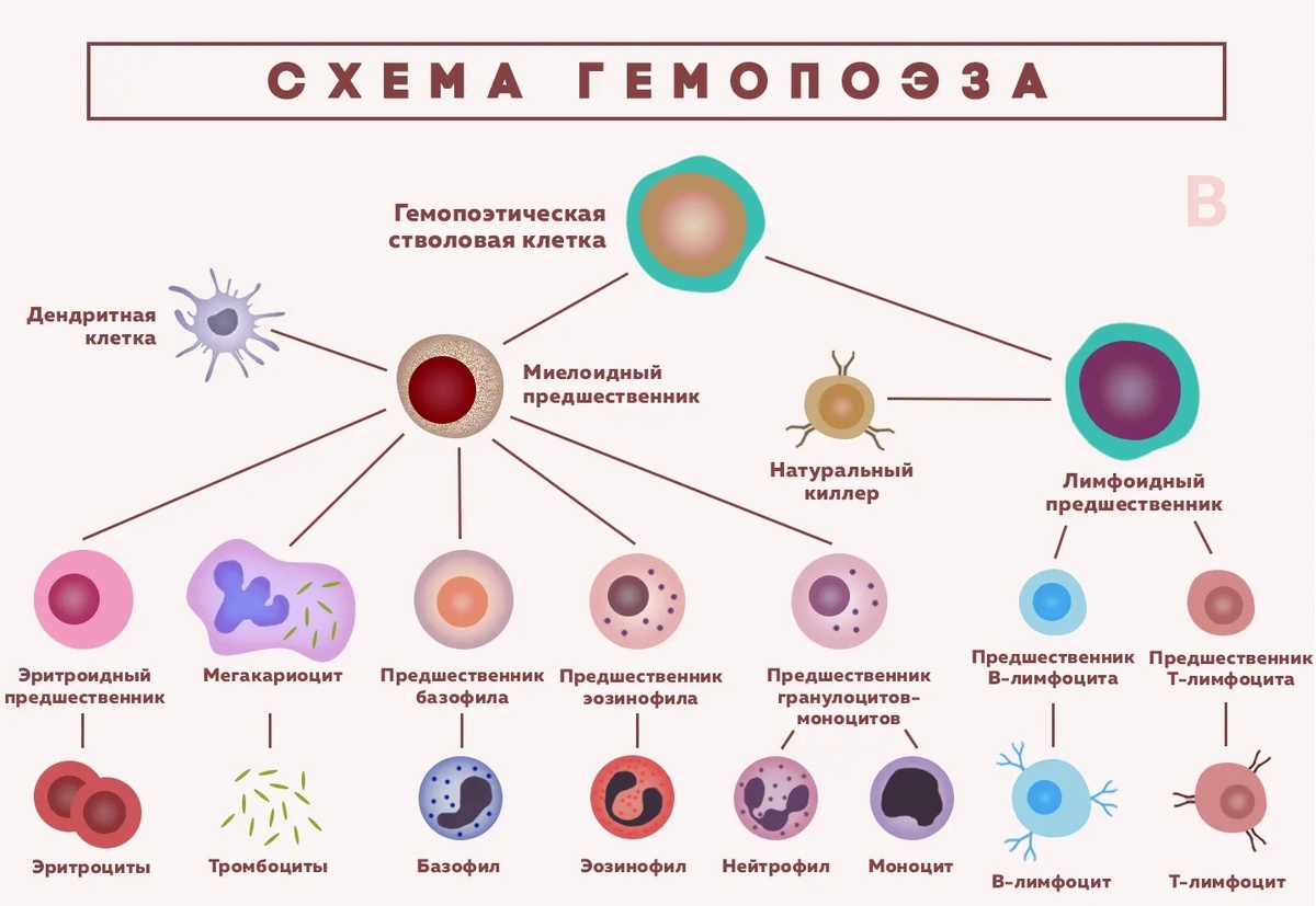 Из одной стволовой клетки может сформироваться любая клетка крови