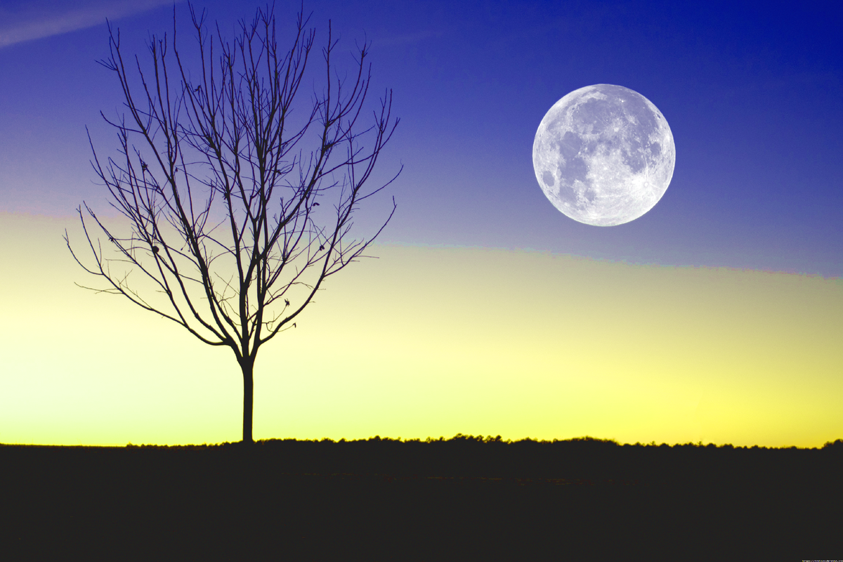                        Полнолуние -не рекомендуется сажать почти ничего