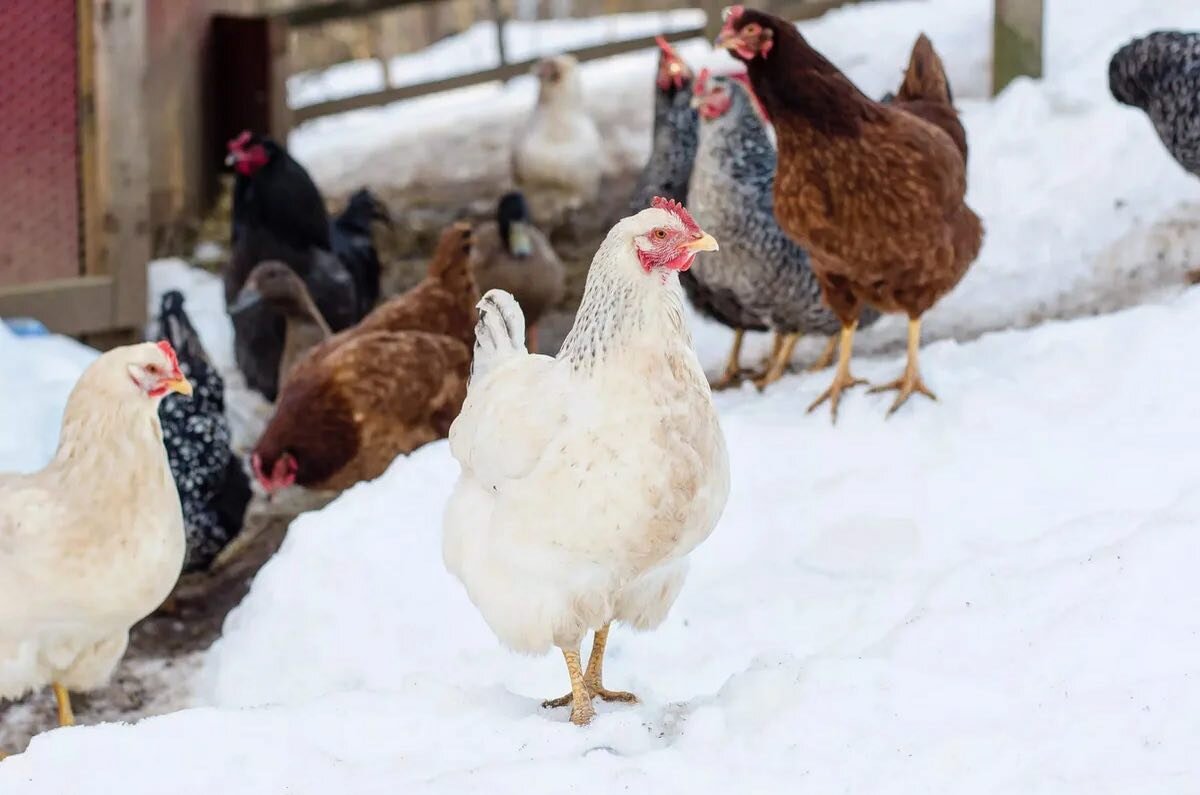 Расскажу про наших кур, они обычно яйценоскость снижается ближе к холодному времени года, яиц становится гораздо меньше, чем летом.-2