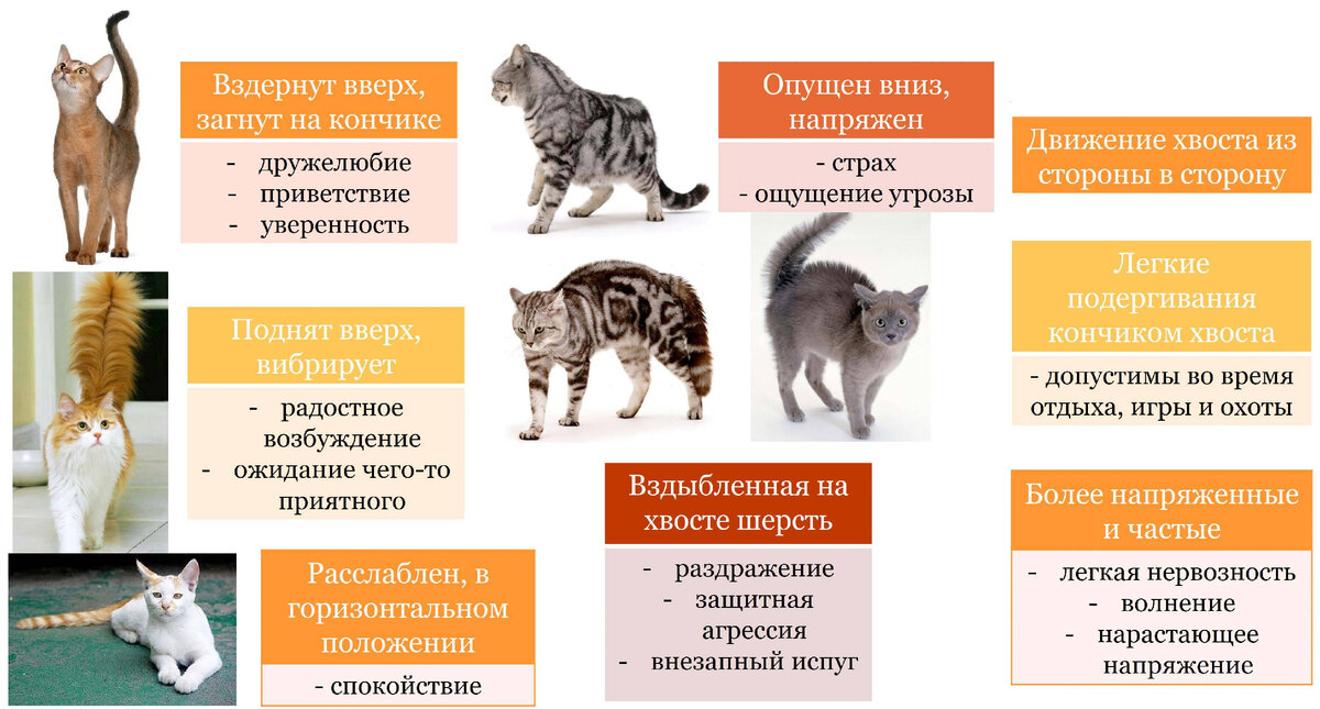 Поведение кошек фото