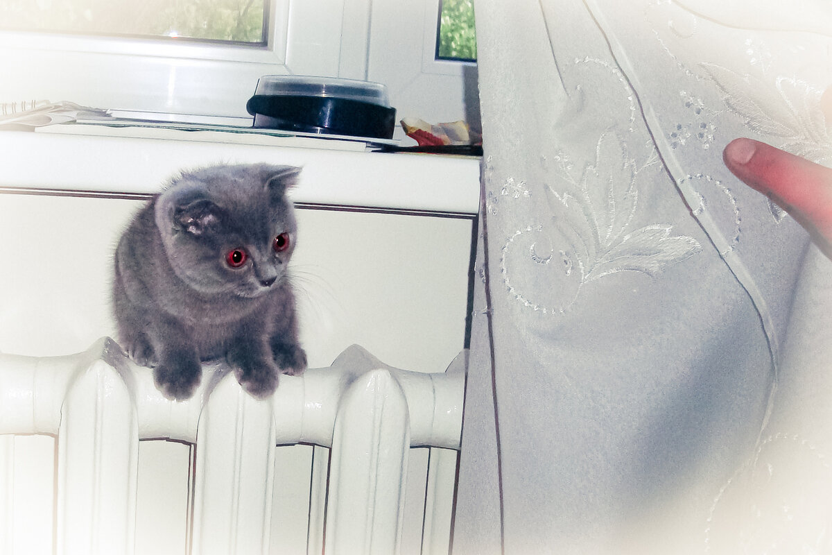 Однажды потеряли кота, нашли в очень неожиданном месте