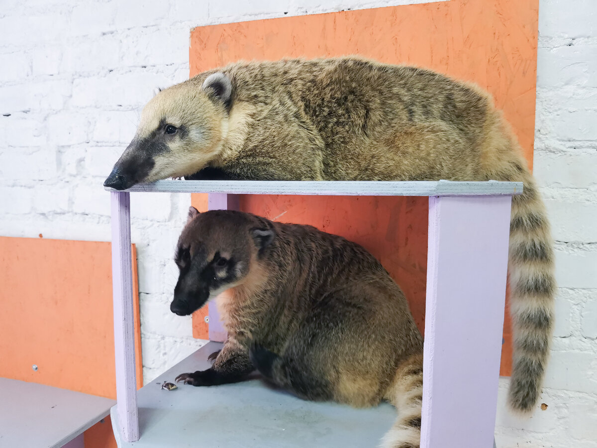 Антикафе "Енот-банда", носухи Лукас и Тильда 