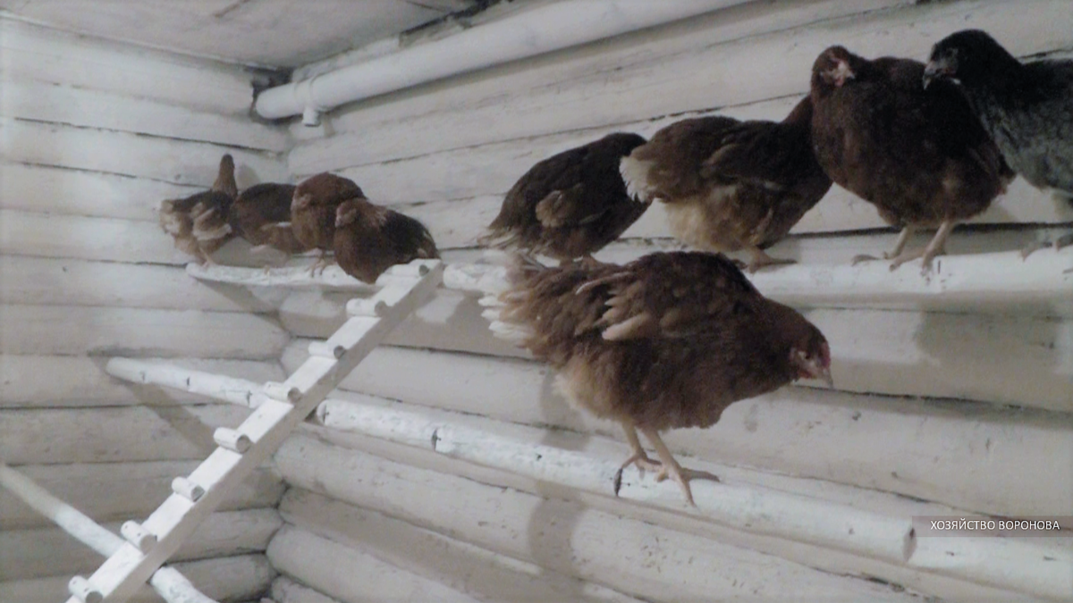 куры на насесте